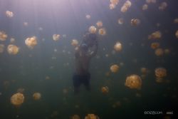 Free diver at the Jelly Fish Lake, Palau, Canon 20D, 10-2... by Dan Blum 